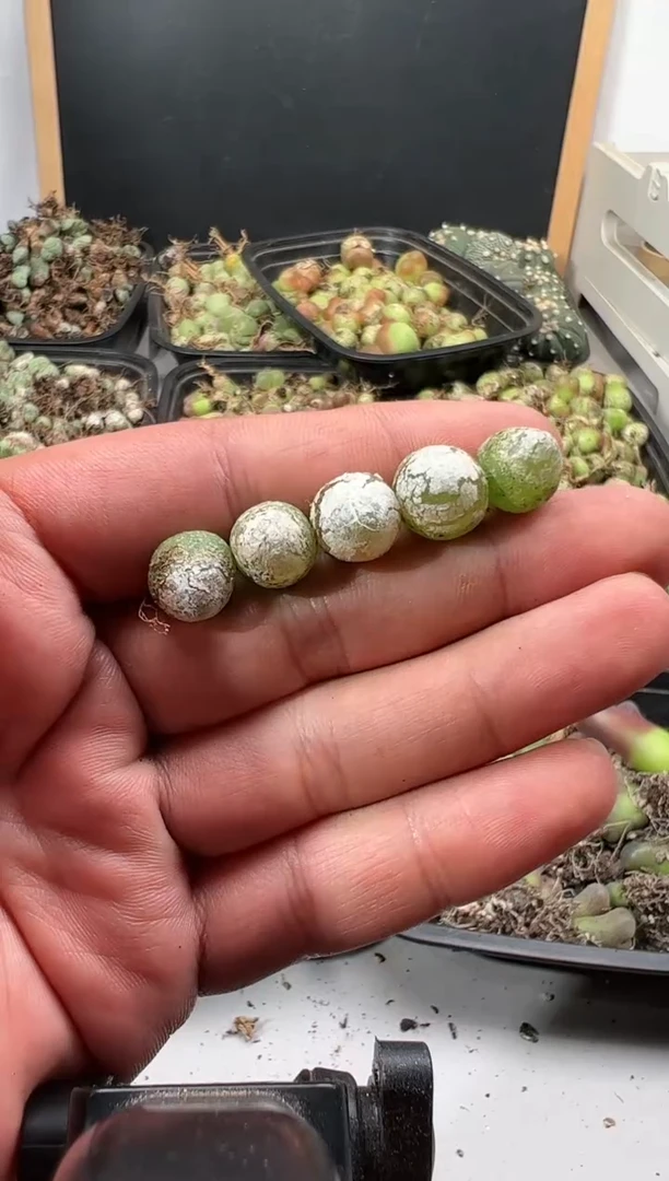 【闪购商品】量拍灯泡5颗一组尺寸1.0