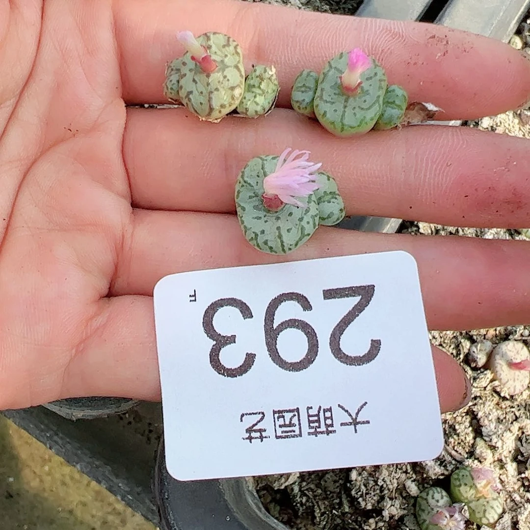 0000293量拍香水安贞3颗双头起双