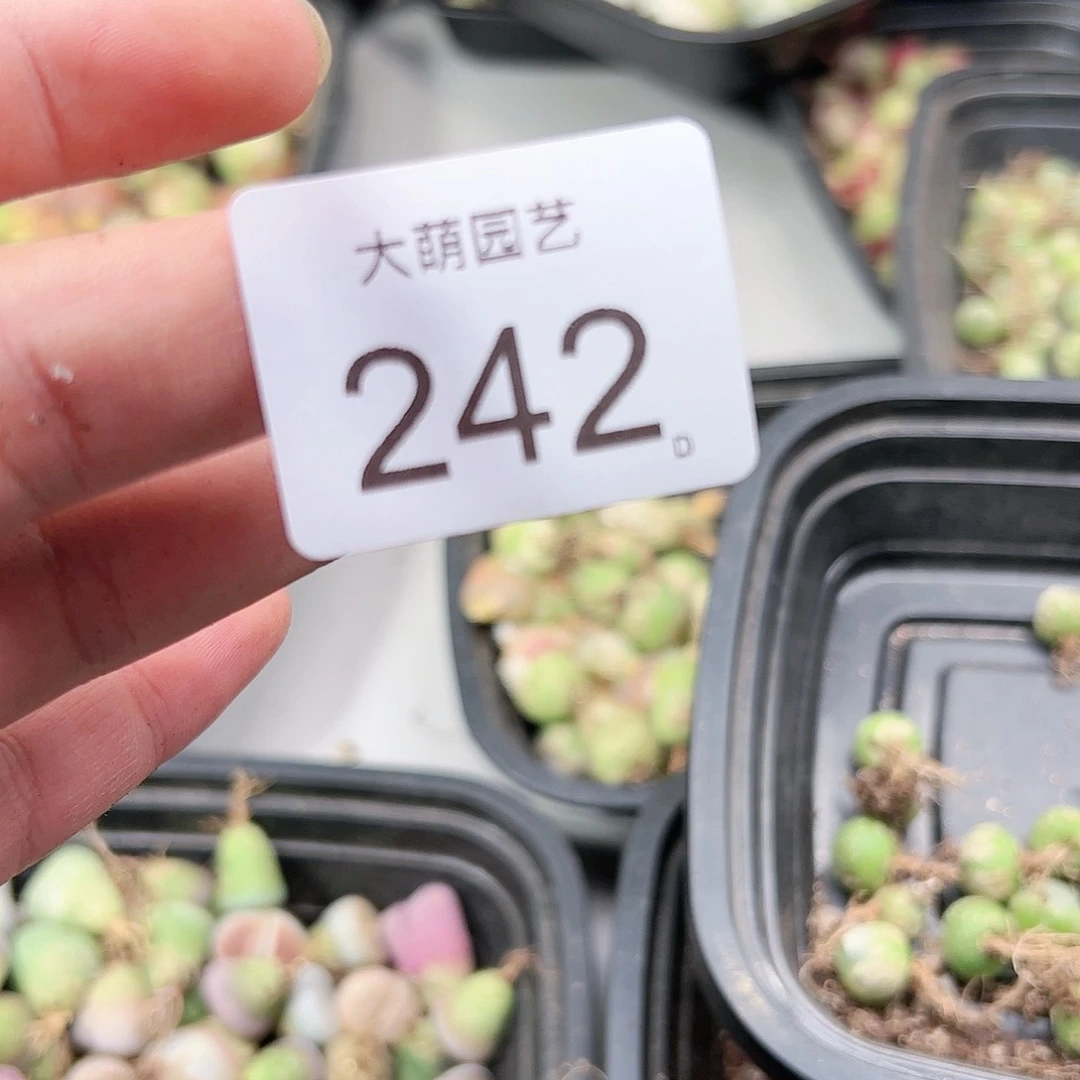 0000242量拍土1包