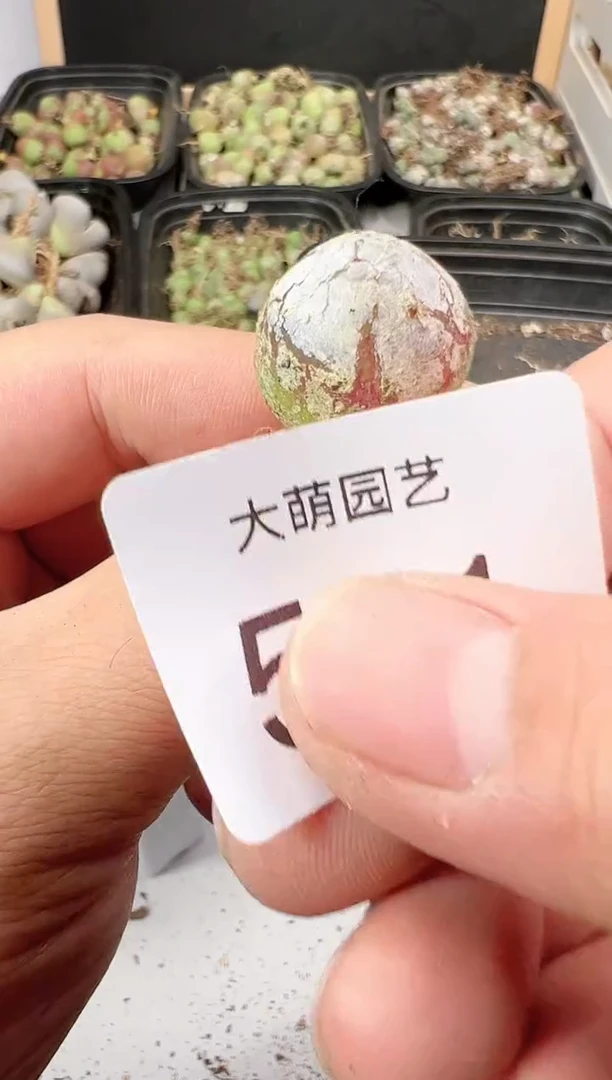 【闪购商品】----531