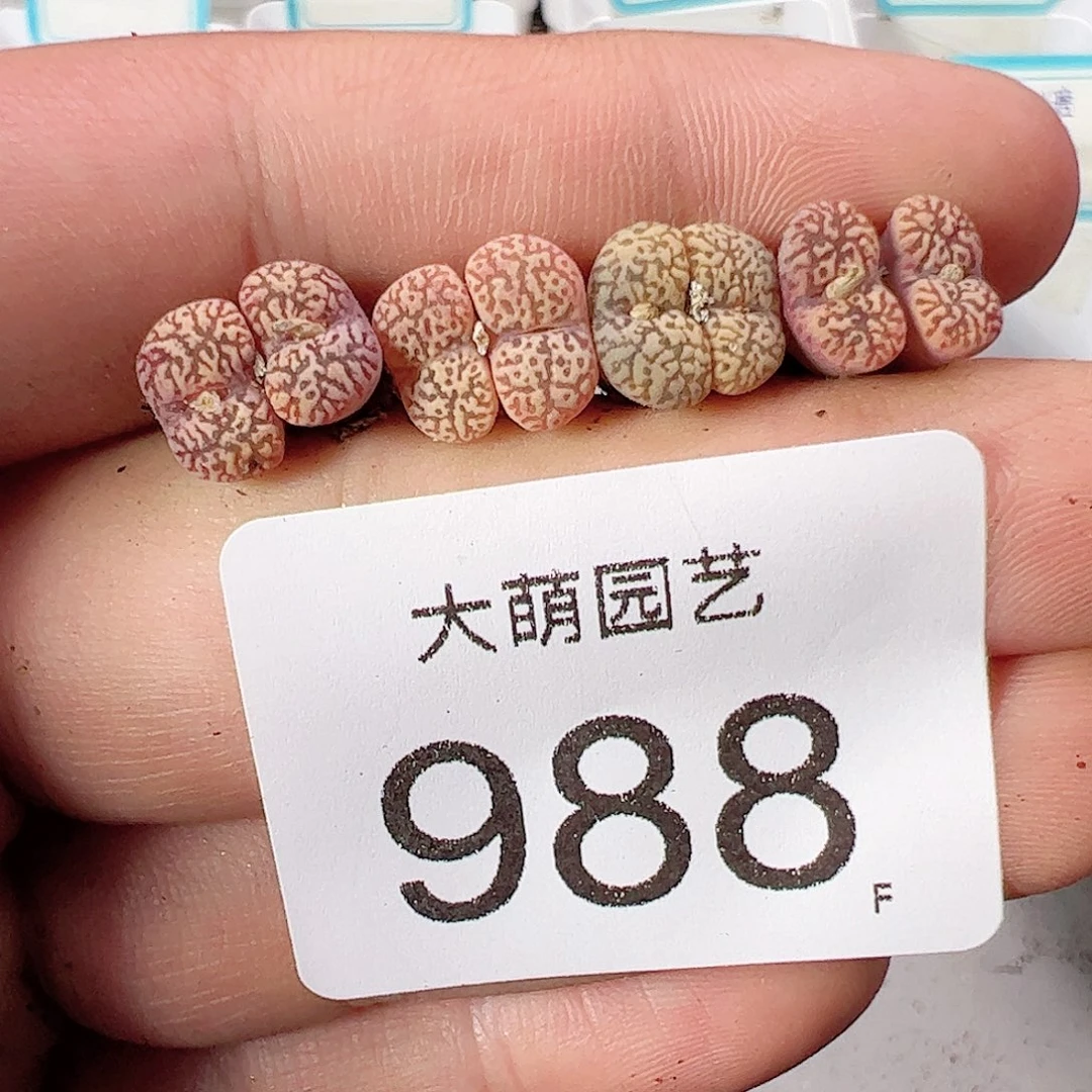 0000988 一物一拍……