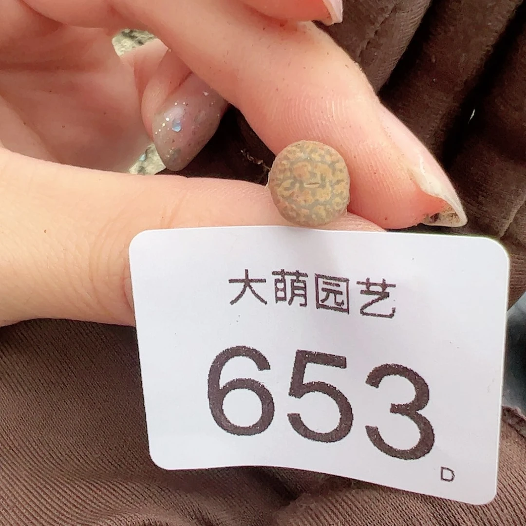 0000653量拍朱雀勋章1颗