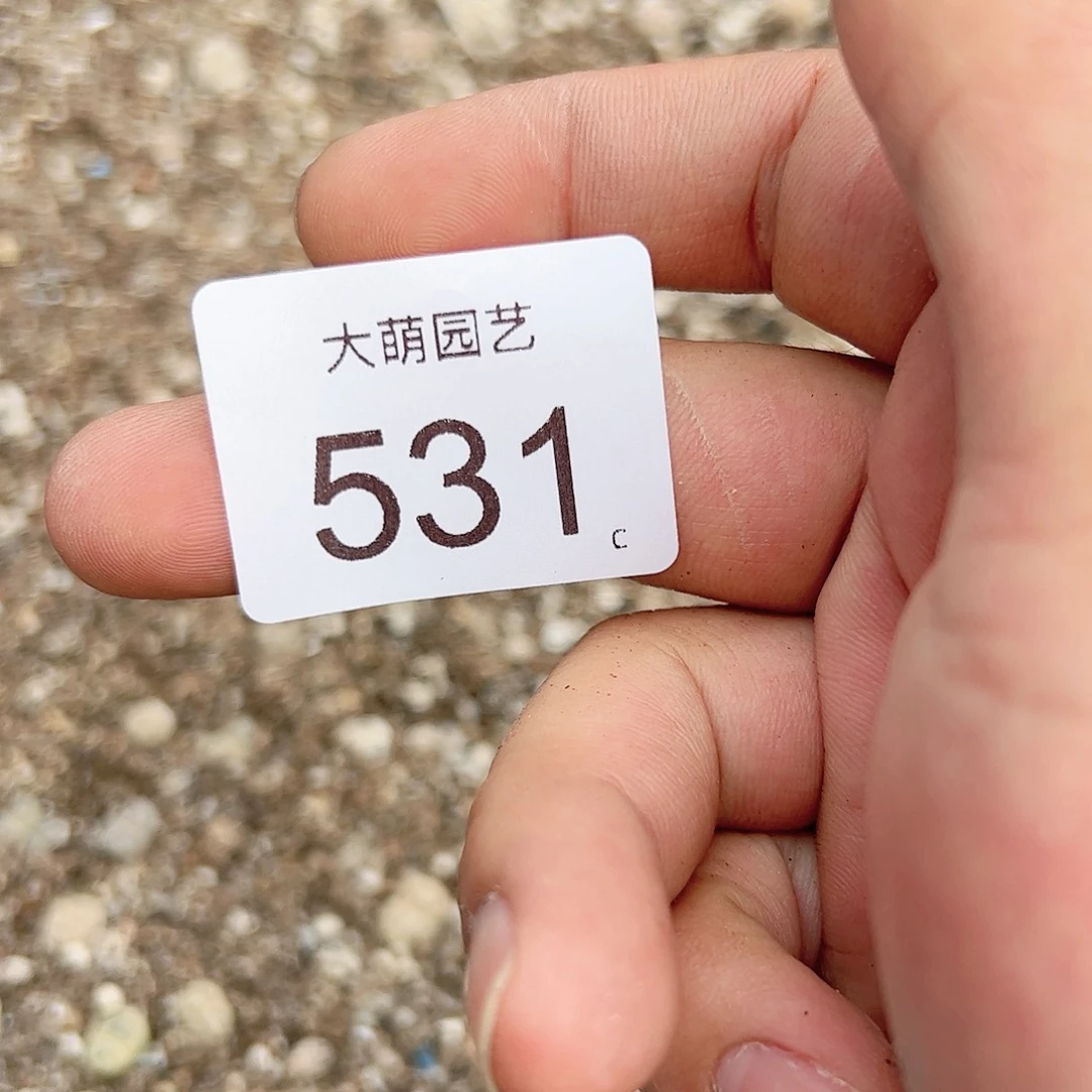 0000531 清框脱土发无售后