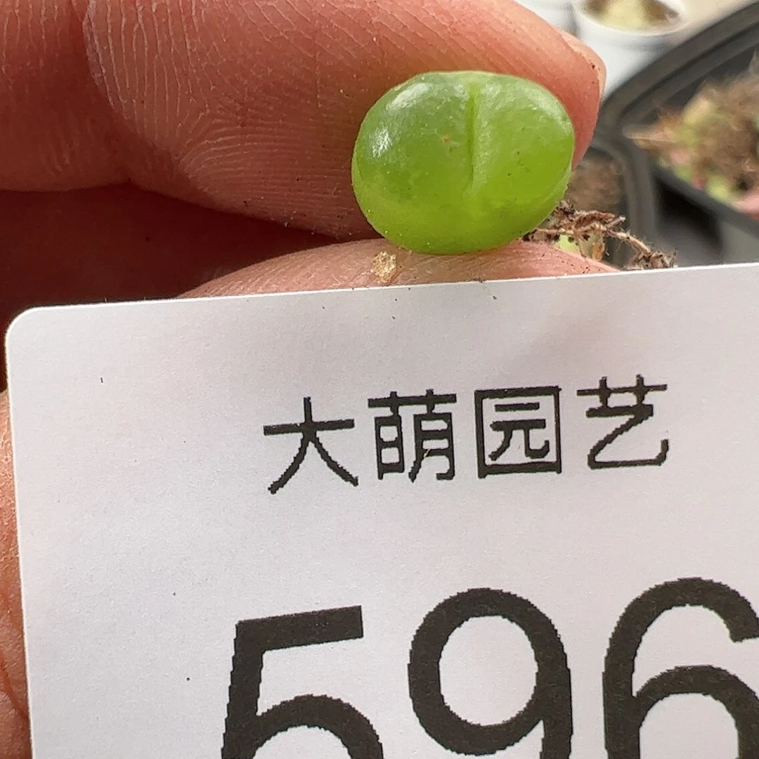 0000596 肉锥生石花一物一拍