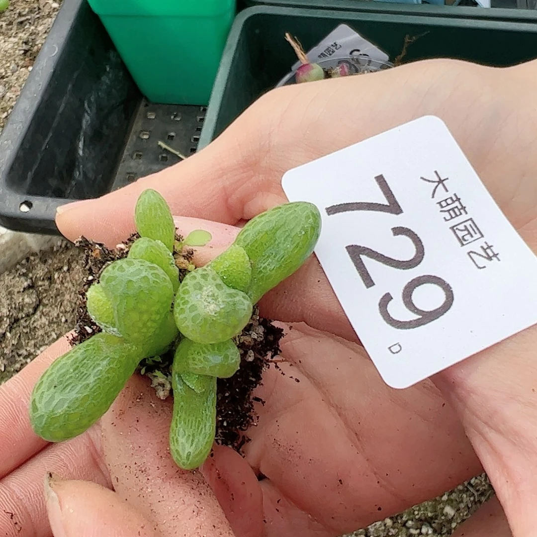 0000729 一物一拍……