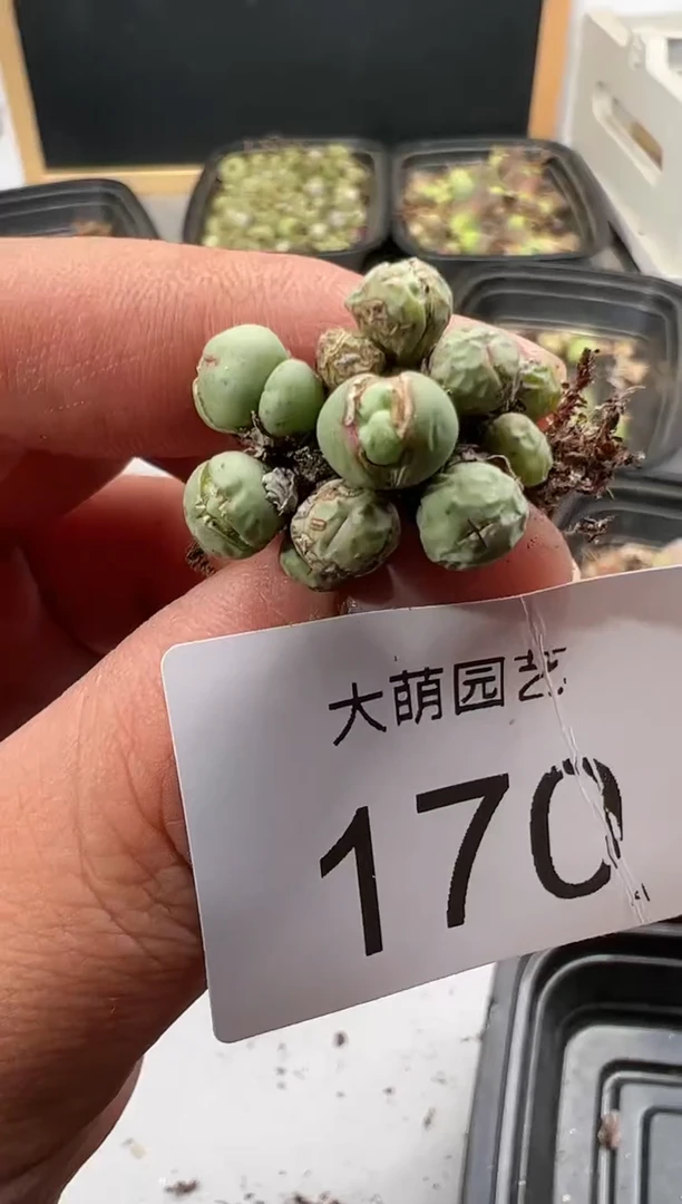 【闪购商品】----17