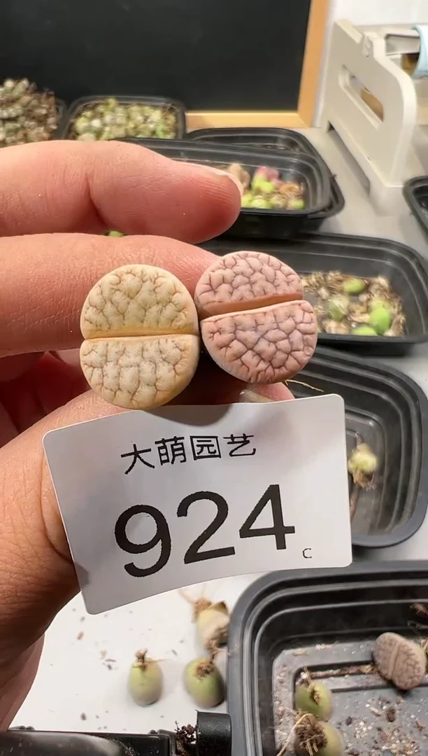【闪购商品】----924