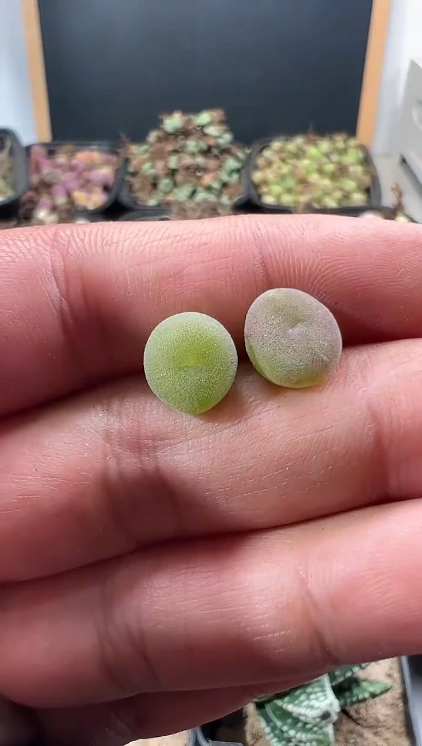 【闪购商品】量拍空卡2颗