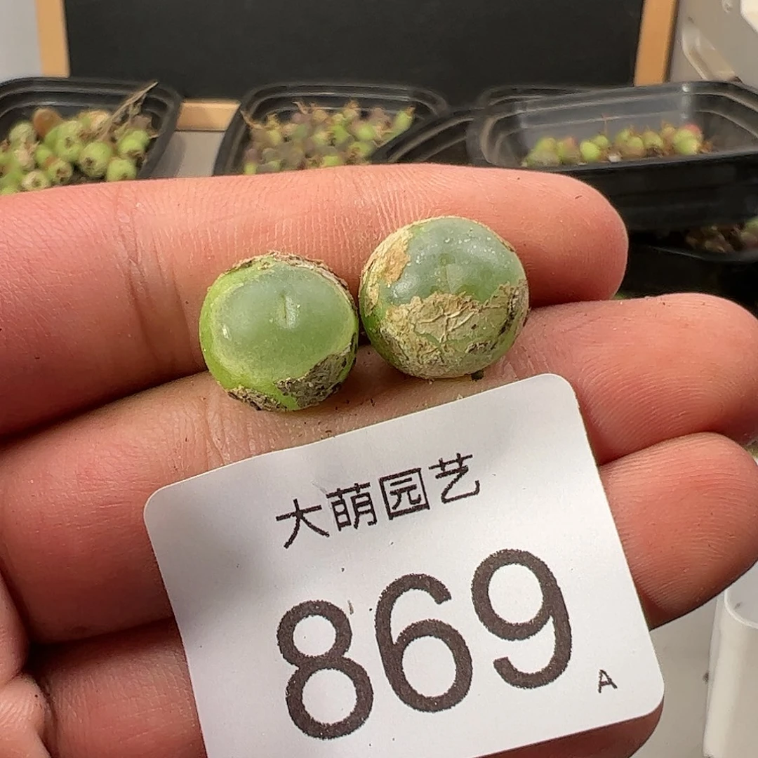 0000869 肉锥生石花一物一拍