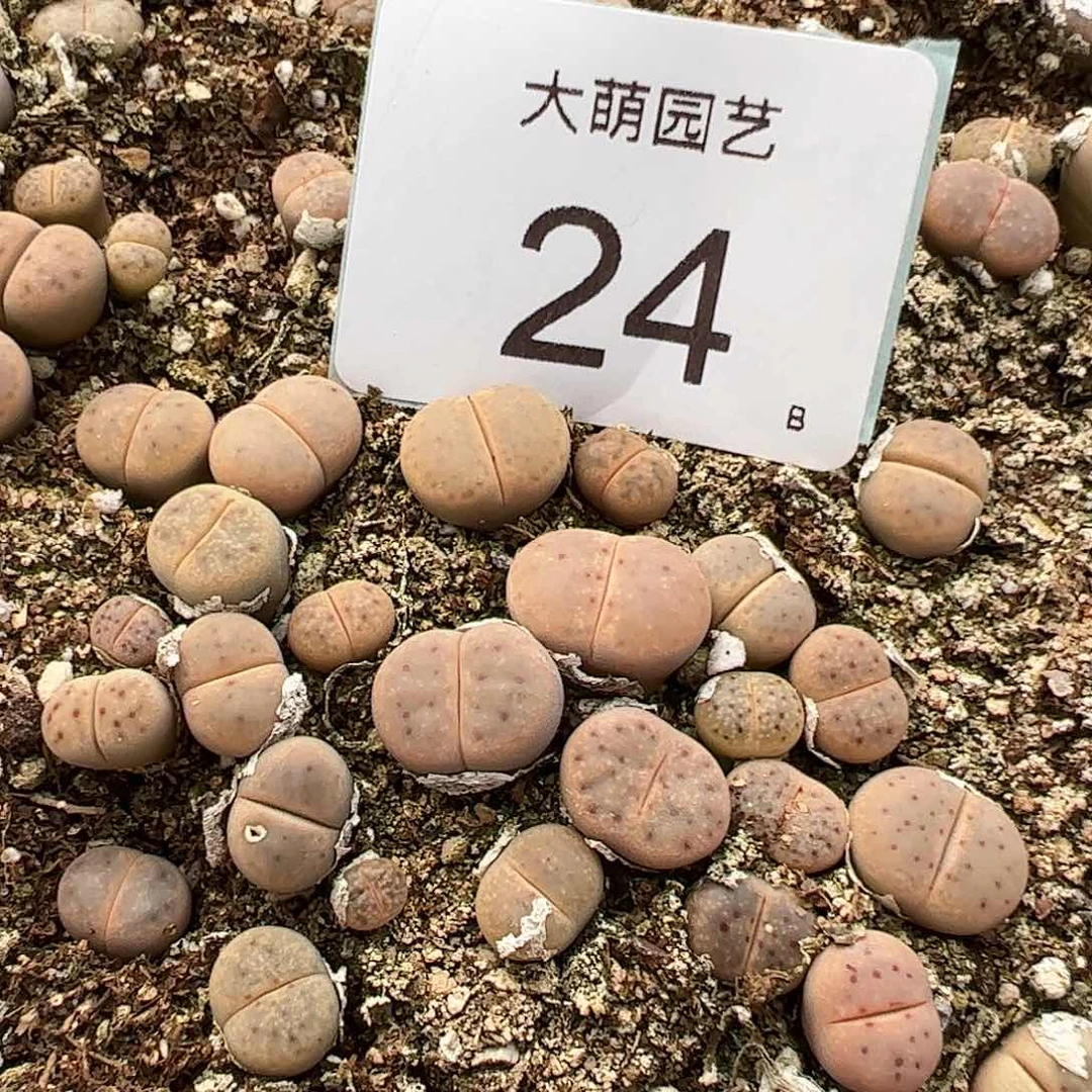 000024量拍惜春6颗