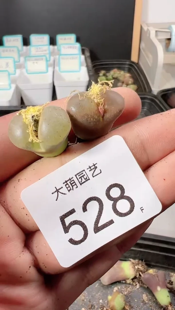 【闪购商品】----528