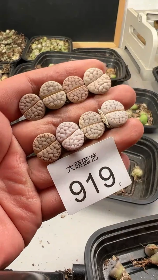 【闪购商品】----919