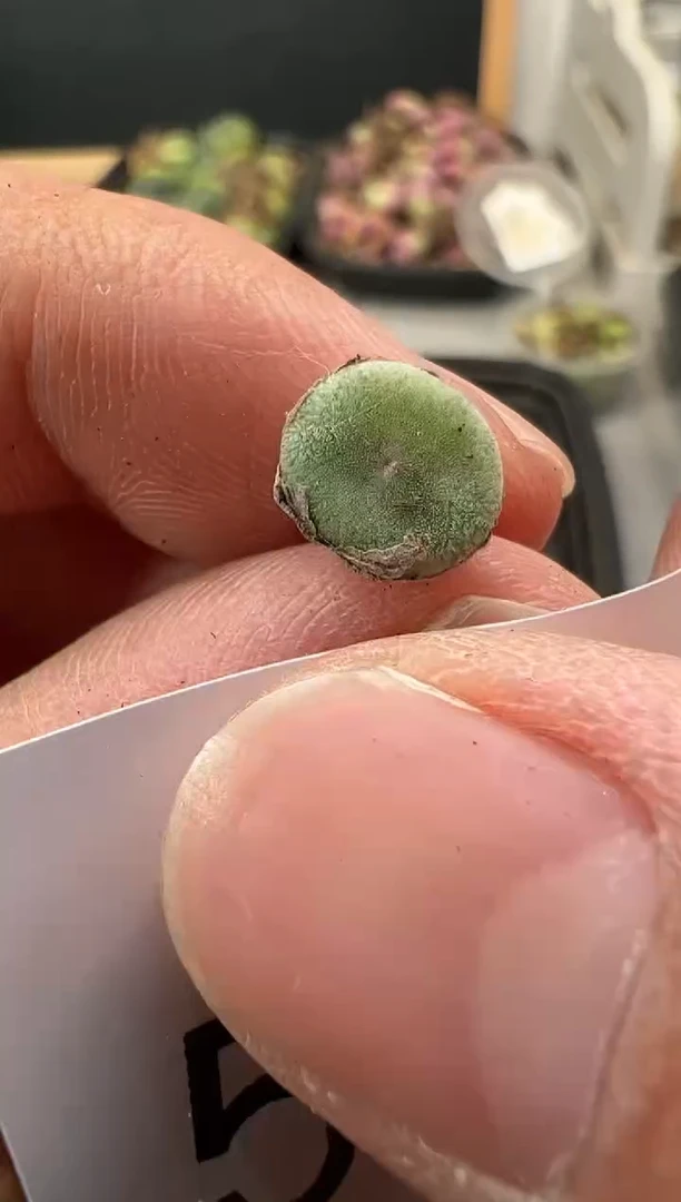 【闪购商品】----506