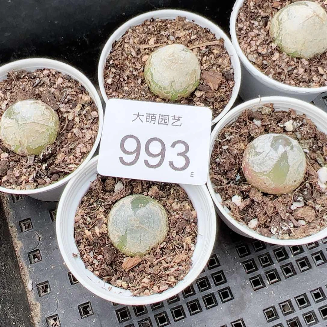 0000993以下一盆带盆土发