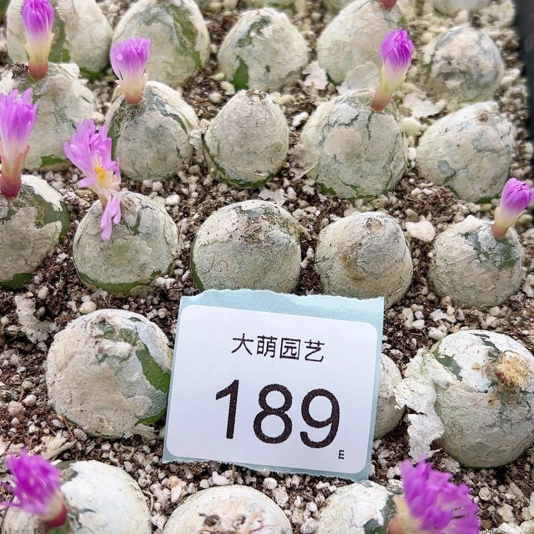 0000189量拍母本大灯泡1颗尺寸2.5上下