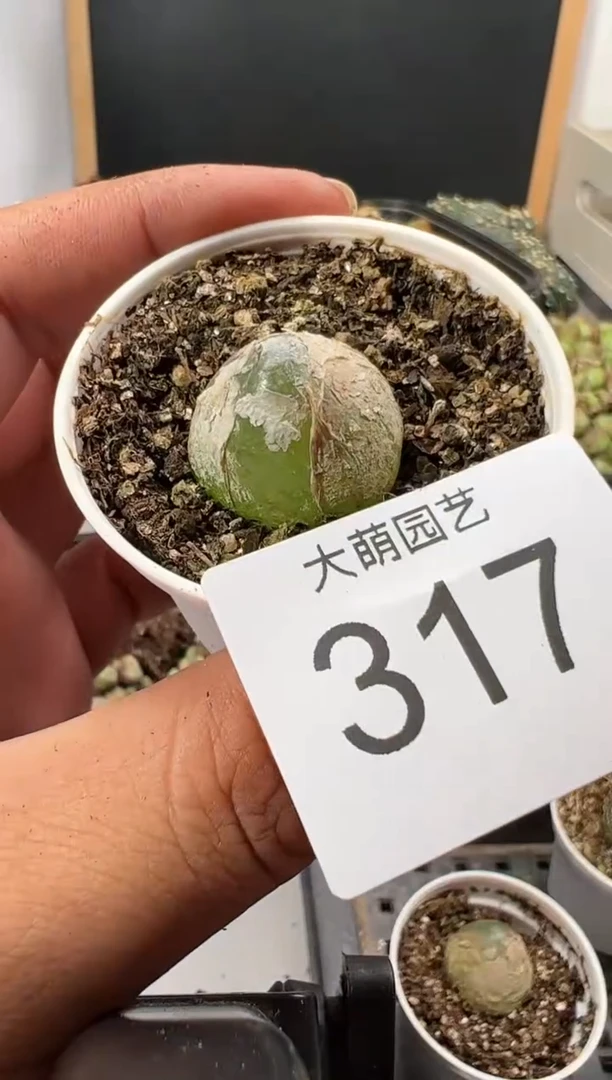 【闪购商品】---317
