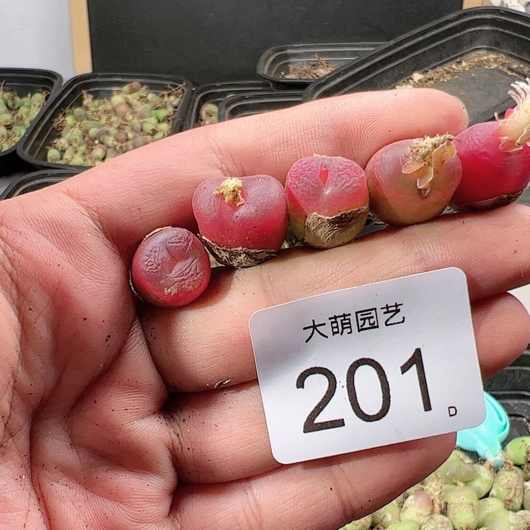 0000201 肉锥一物一拍……