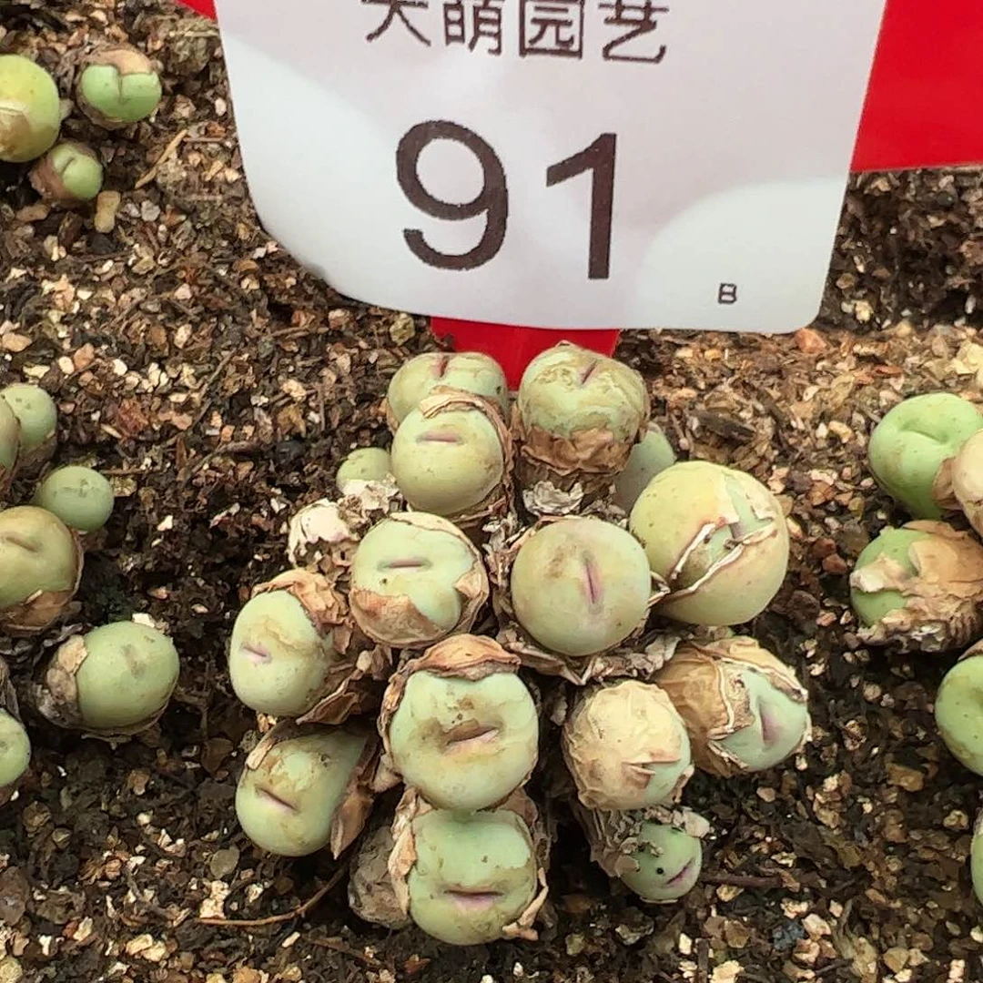 000091 肉锥生石花一物一拍脱土发