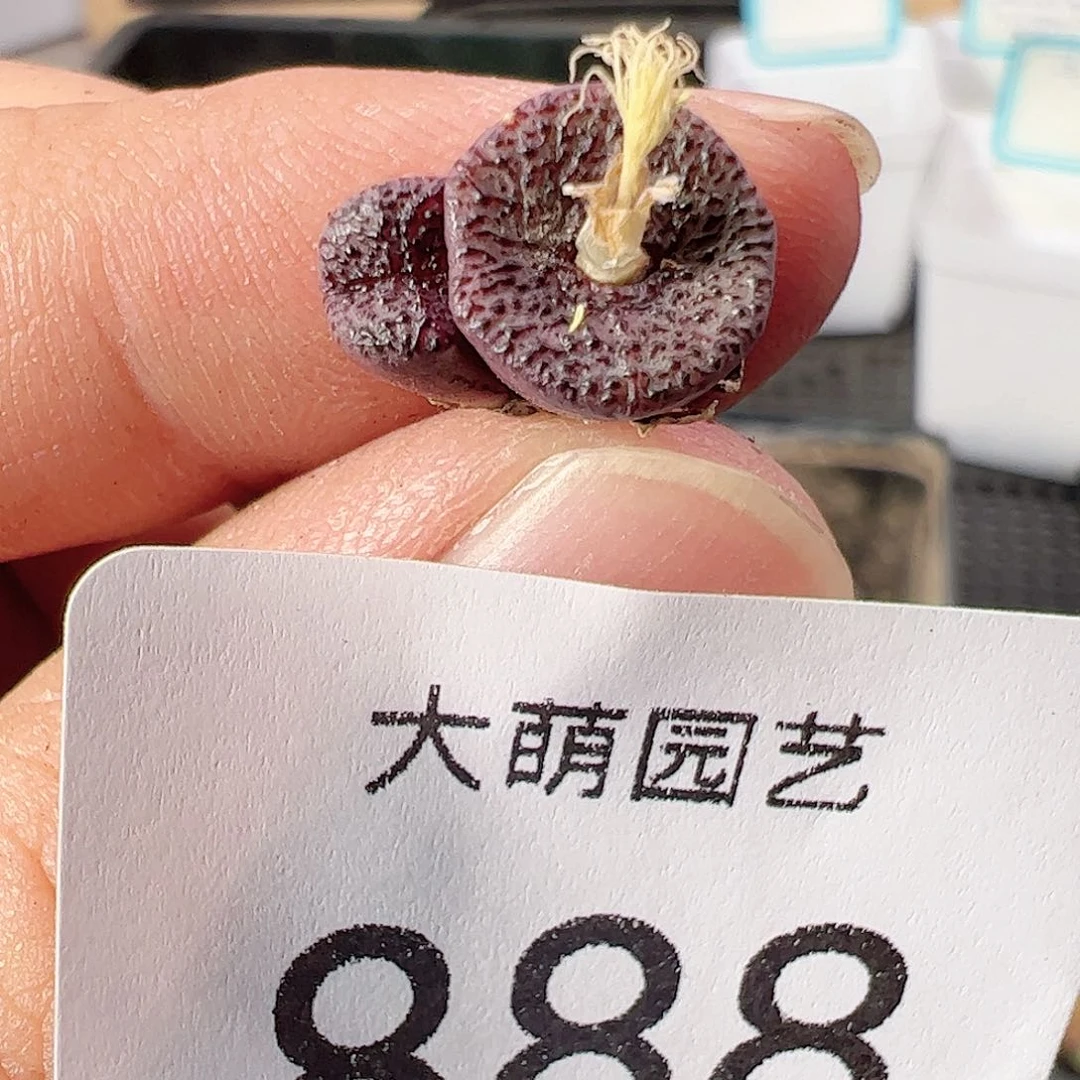 0000888 一物一拍……