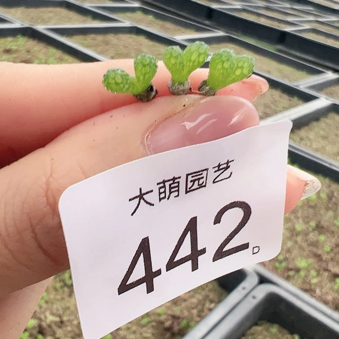 0000442量拍妖奇玉5颗