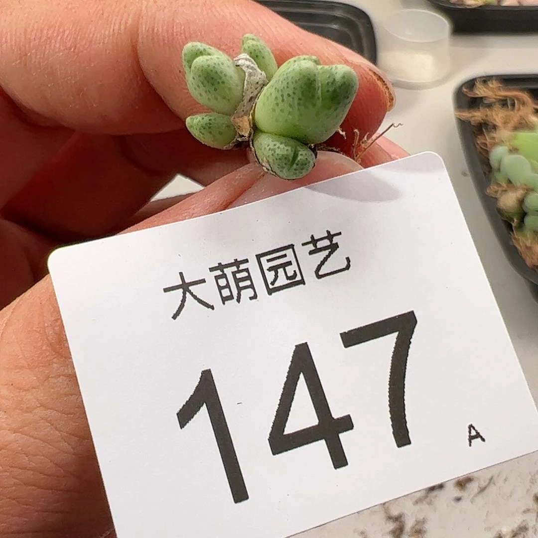 0000147 肉锥生石花一物一拍