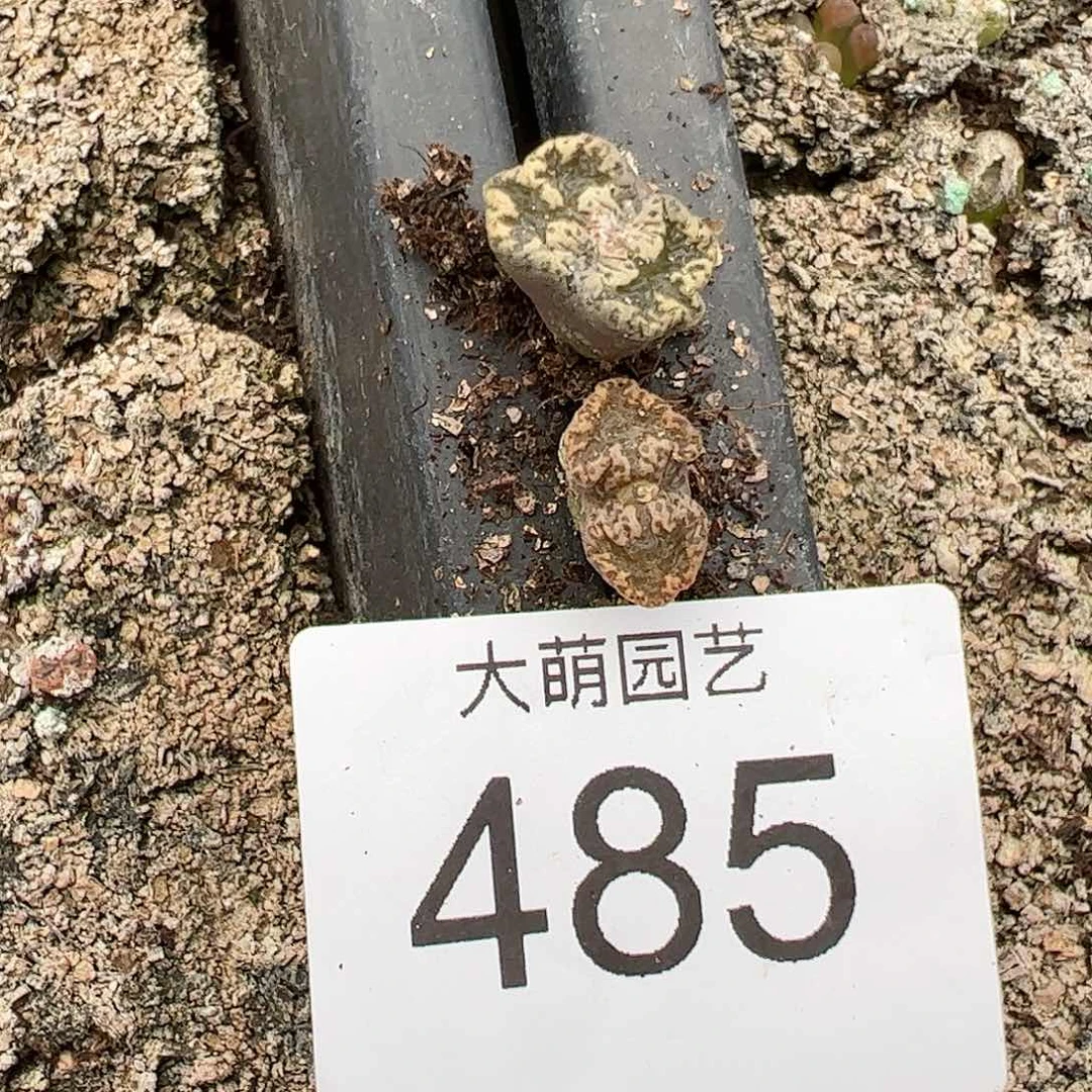 0000485量拍蕾丝蝴蝶勋章1颗