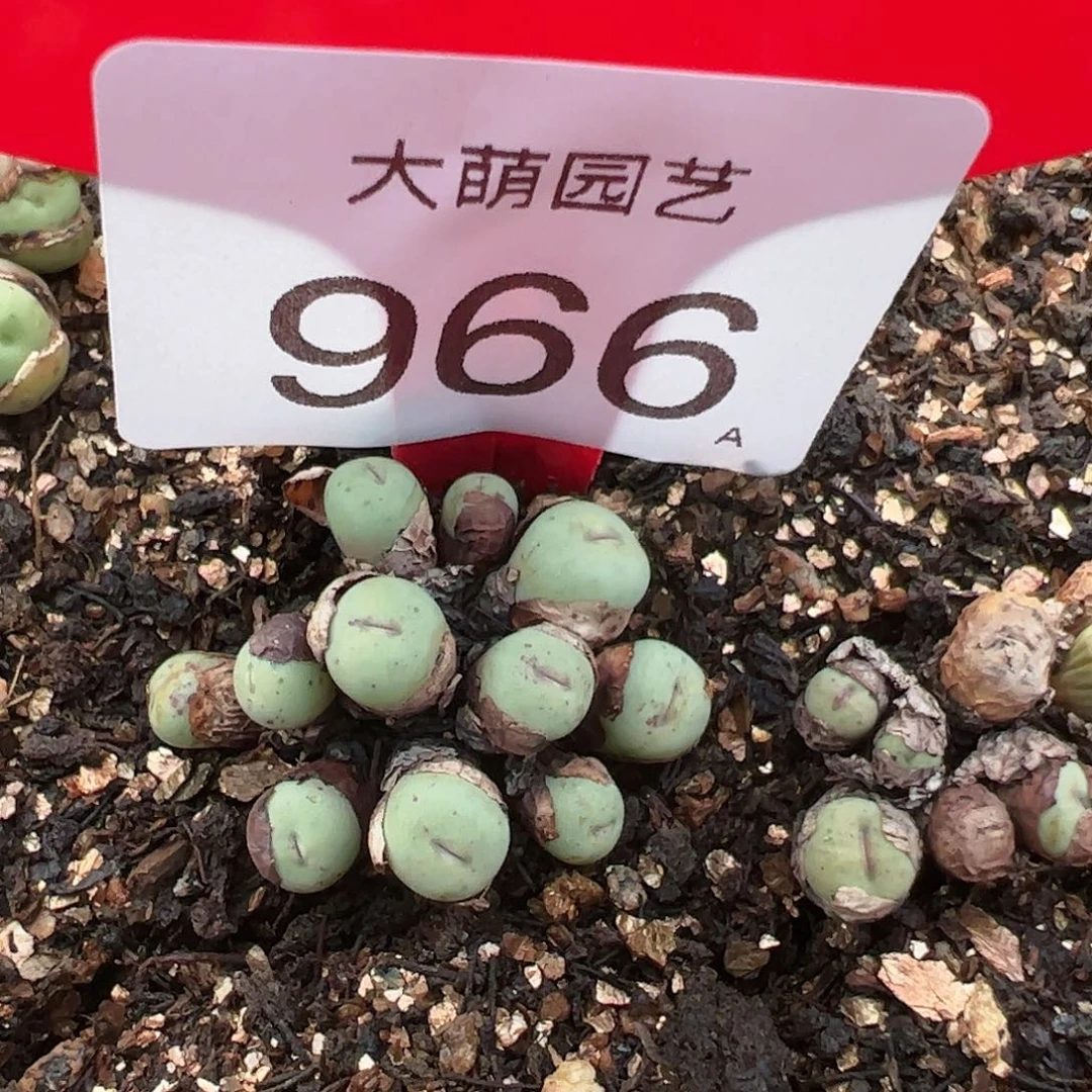 0000966 一物一拍脱土发