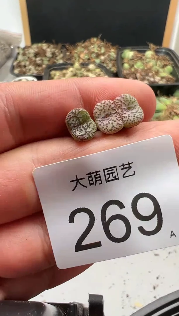 【闪购商品】----269