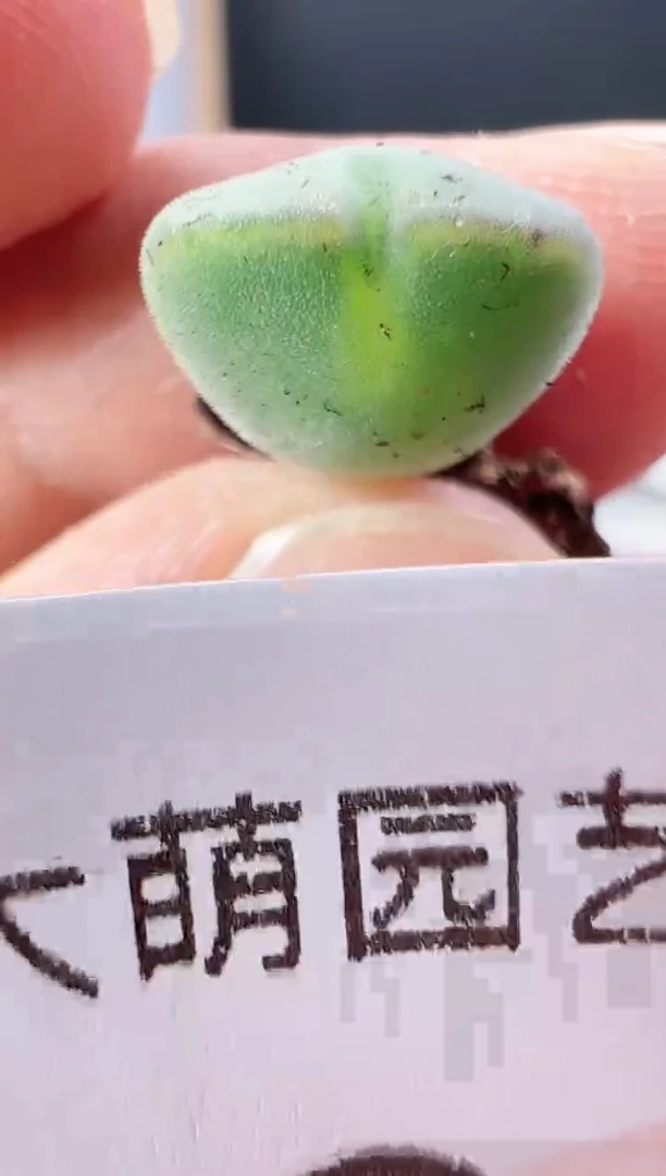 【闪购商品】----420