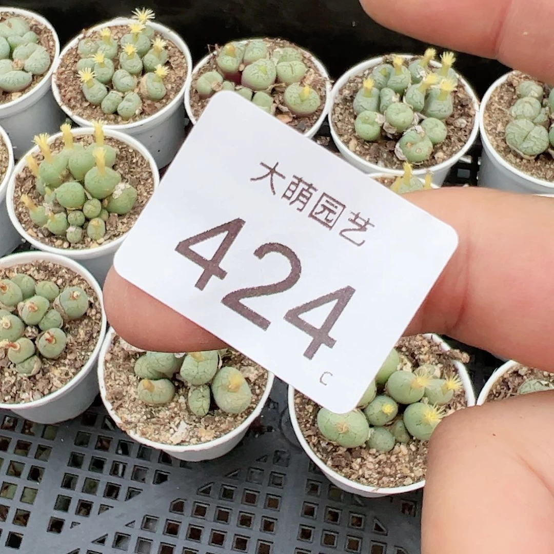 0000424量拍以下1盆肉锥混合带盆土发