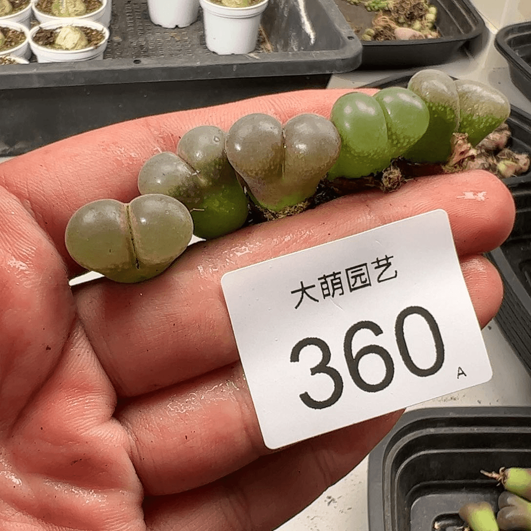 0000360 肉锥生石花一物一拍