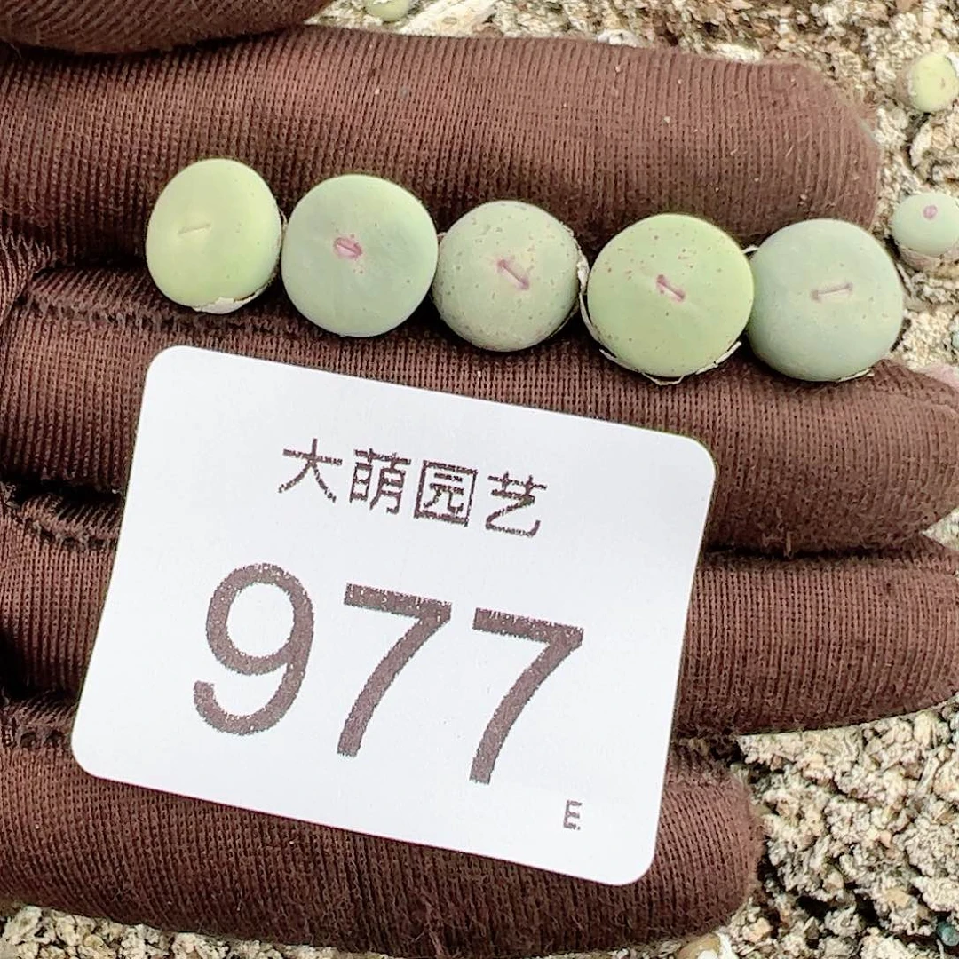 000977量拍小红嘴1颗