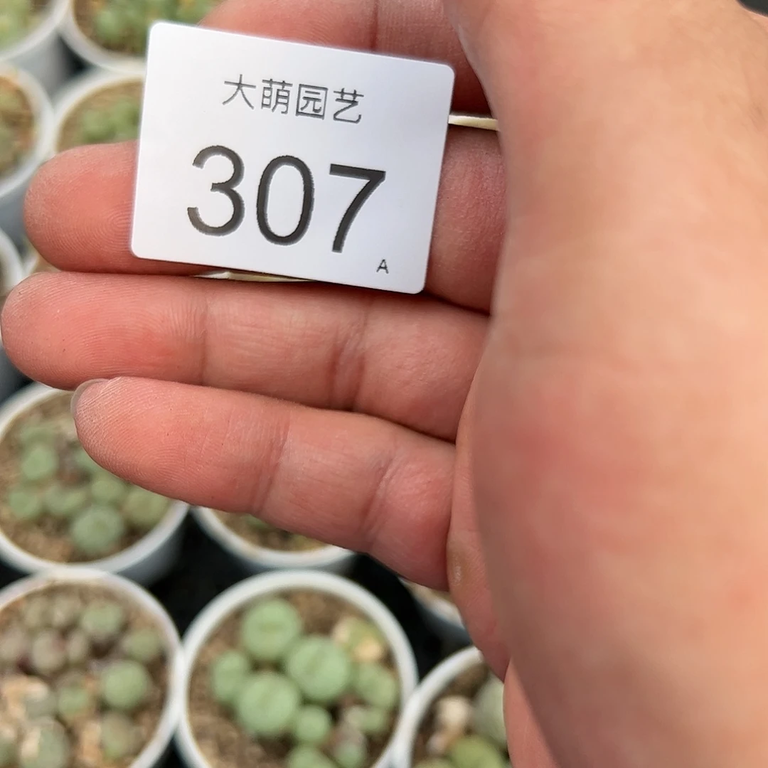 0000307量拍以下1盆肉锥混合带盆土发