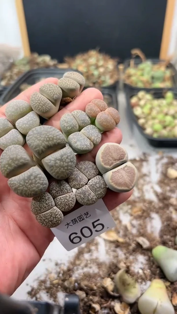 【闪购商品】----605