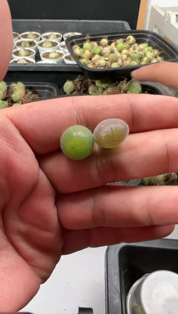 【闪购商品】量拍长毛毛翠滴2颗