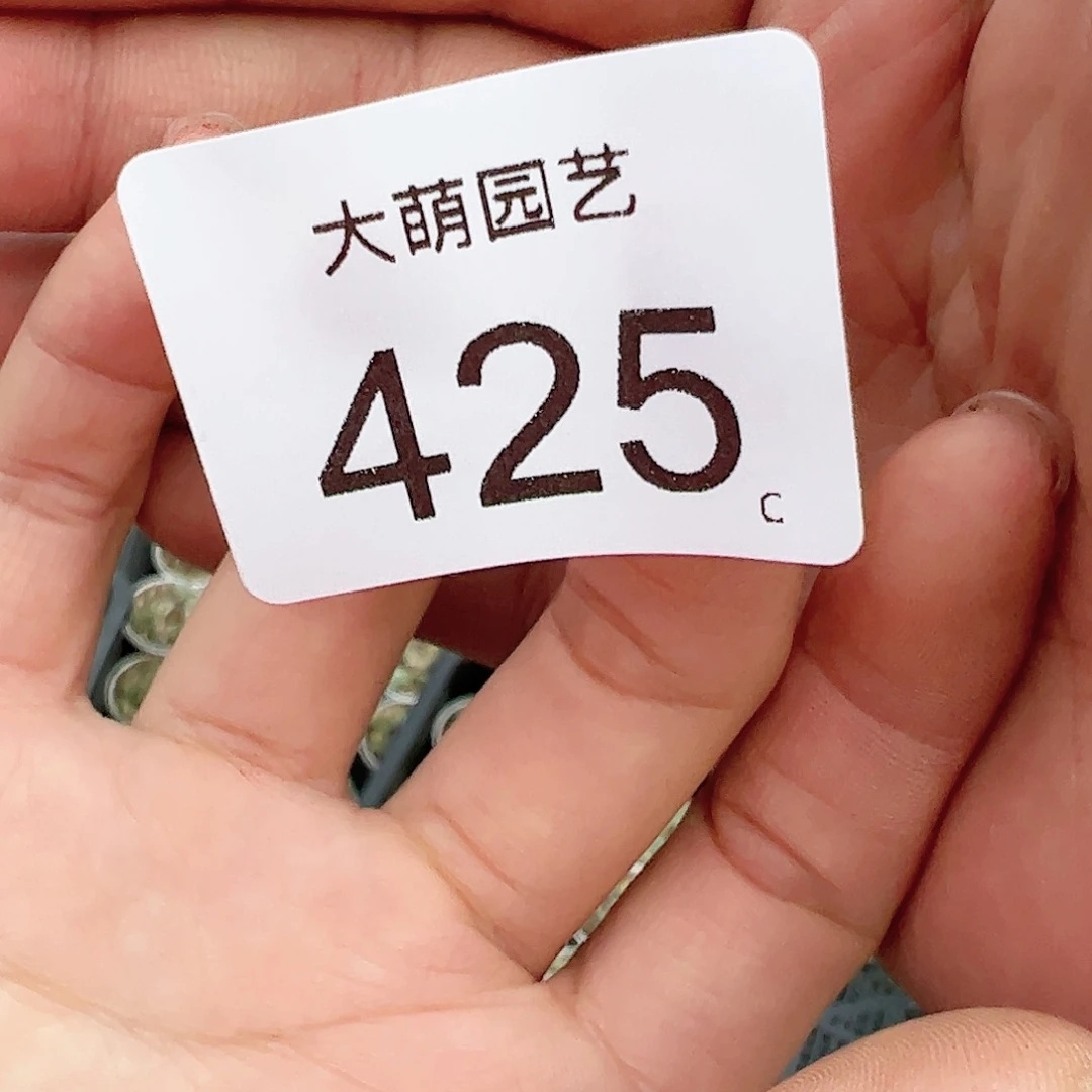 0000425量拍绿野仙踪勋章1颗