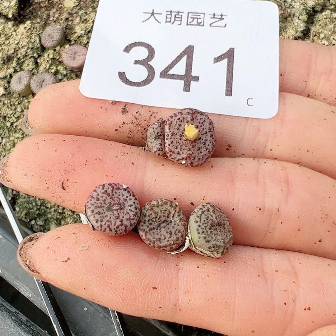 0000341量拍以下1颗