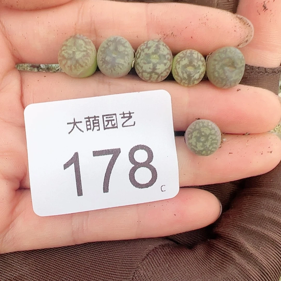 0000178量拍以下1颗