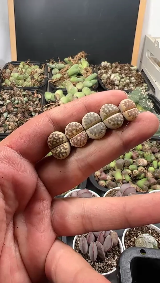 【闪购商品】量拍丽虹5颗一组
