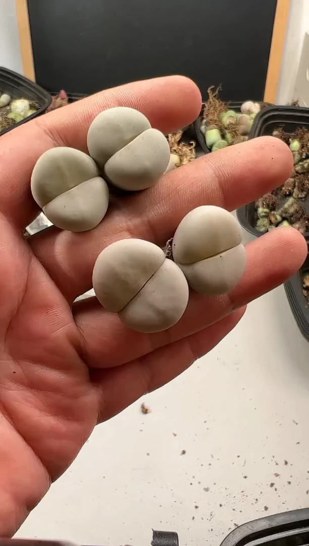 【闪购商品】----432