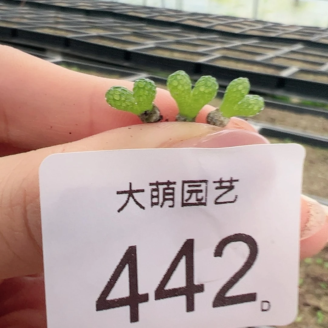 0000442量拍妖奇玉5颗