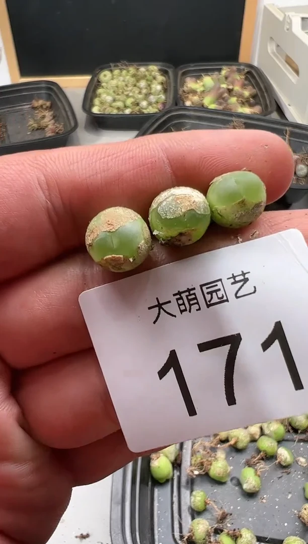 【闪购商品】----171
