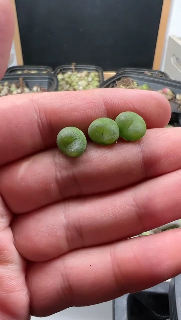 【闪购商品】量拍水晶鞋3颗