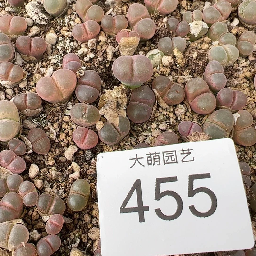0000455量拍红流沙风铃1颗
