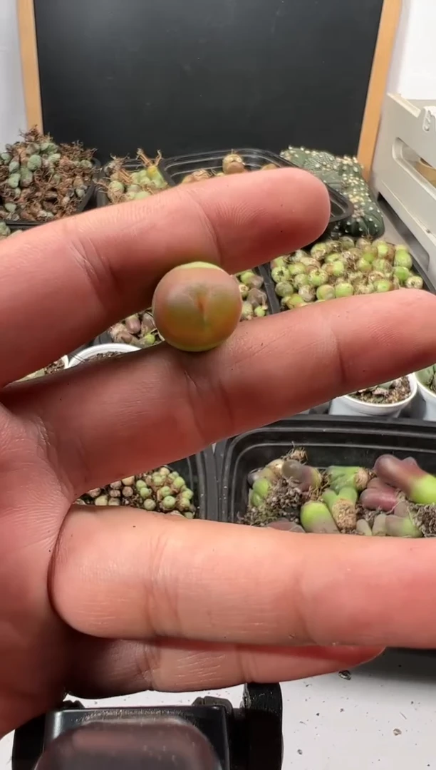 【闪购商品】量拍水蜜桃1颗