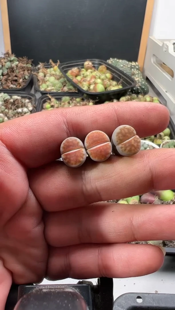 【闪购商品】量拍冰橙3颗一组
