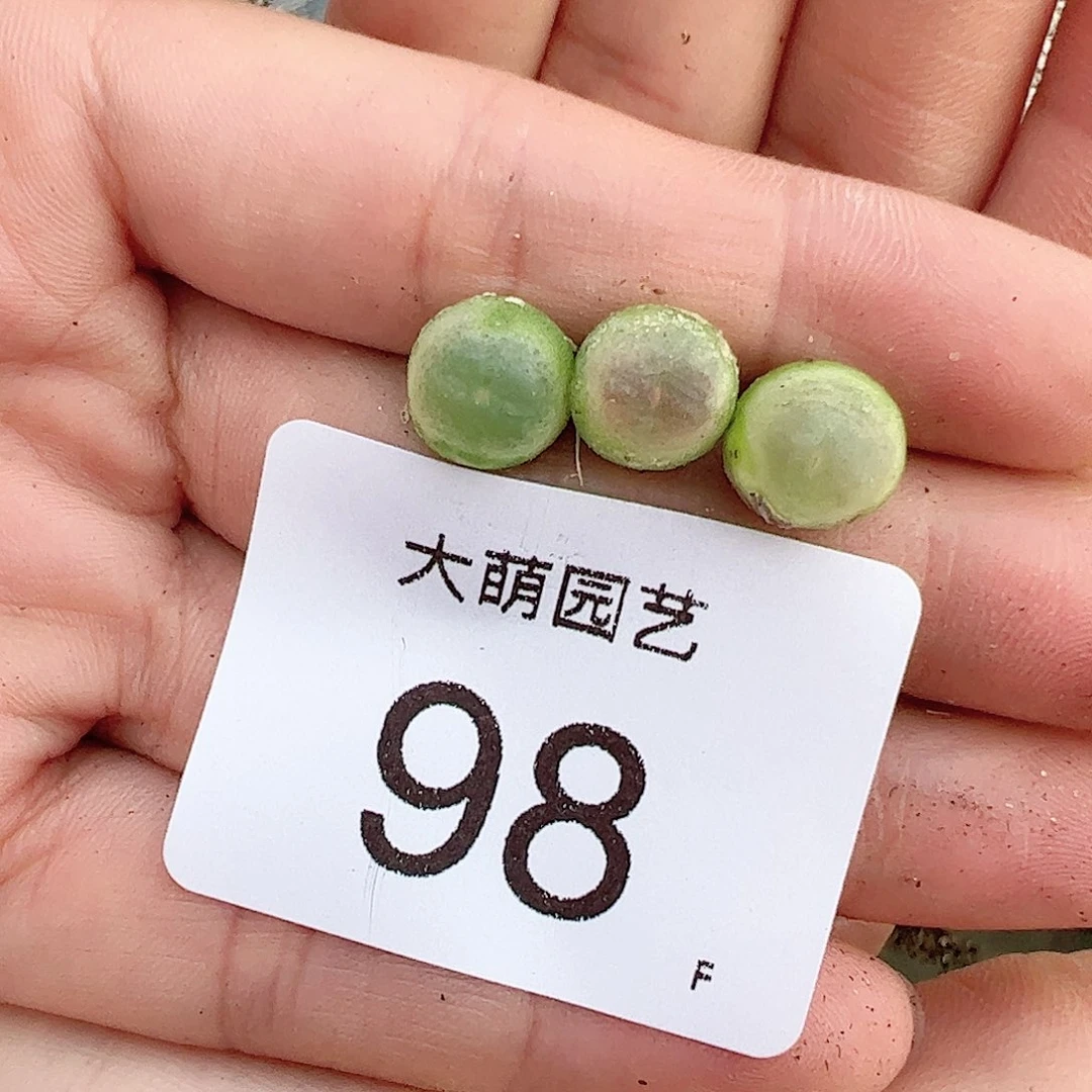 000098量拍拉登3颗尺寸0.7上下