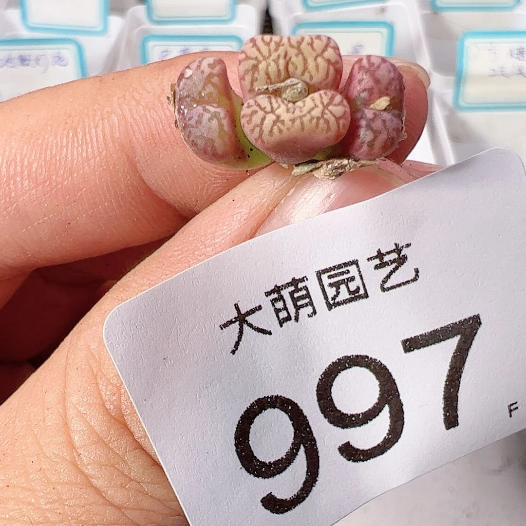 0000997 一物一拍……