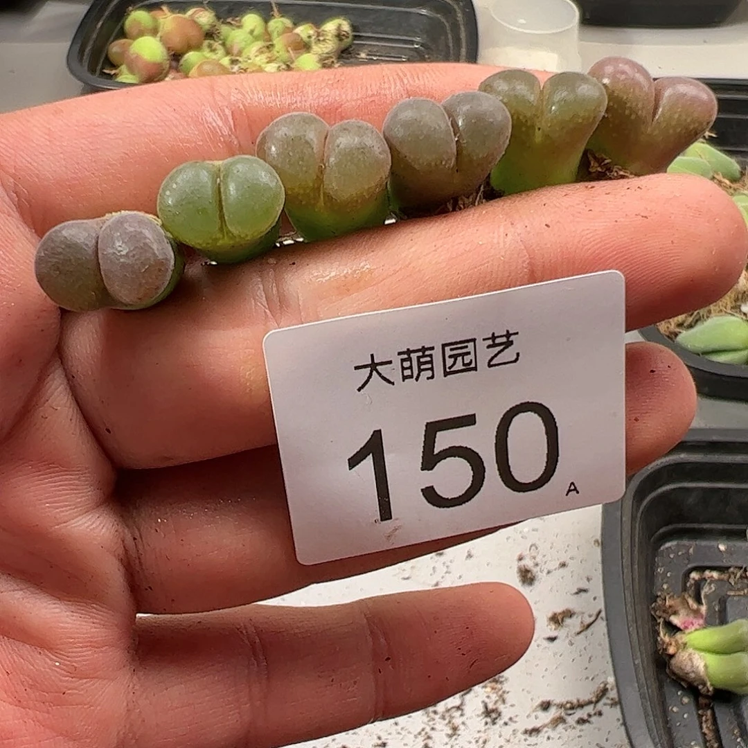 0000150 肉锥生石花一物一拍