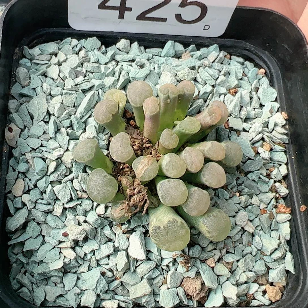 0000425一物一拍带盆土发……